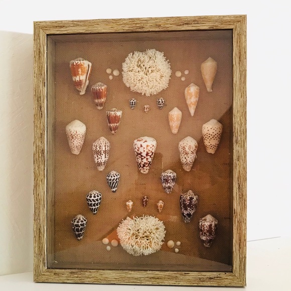 Rare Hawaiian Seashell Shadowbox - Picture 3 of 3